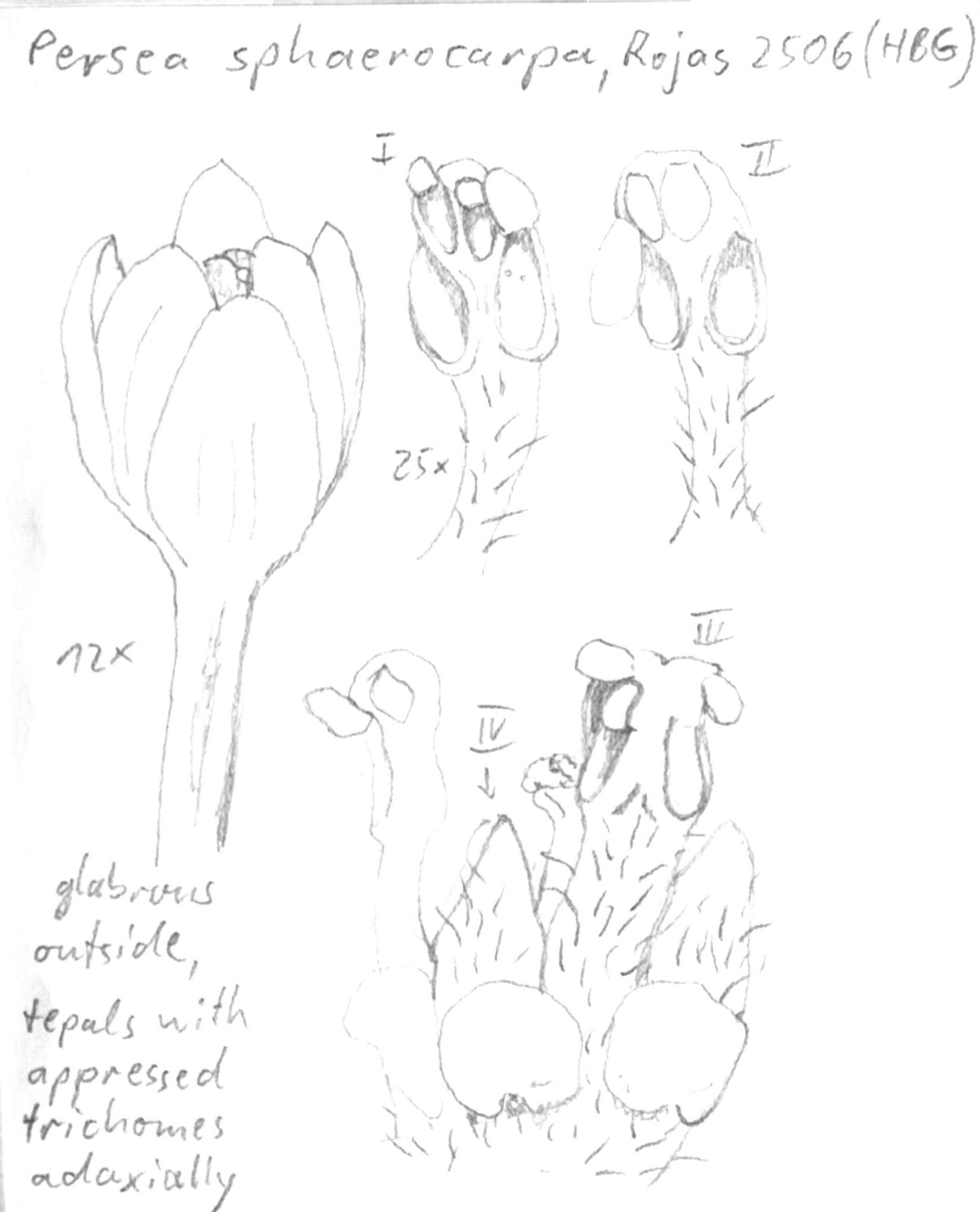 Vorschaubild Persea sphaerocarpa (H.J.P. Winkl.) Kosterm.